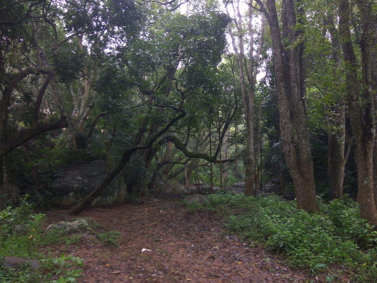 Secret Valley Jungle Resort Ooty Exterior foto